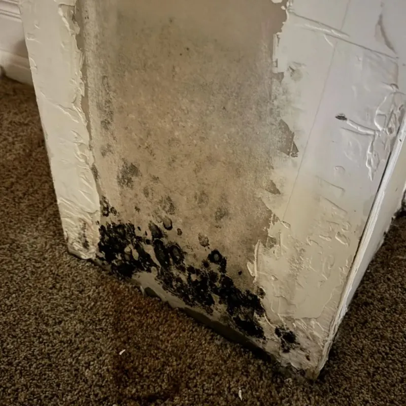 Professional Mold Removal in Orange, VA